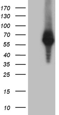 TCF12 Antibody