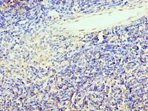TCF12 Antibody