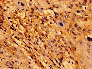 TCF15 Antibody