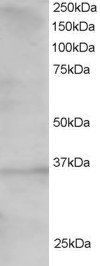 Goat anti-TCF19 / SC1 Antibody