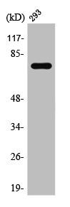 TCF3 Antibody