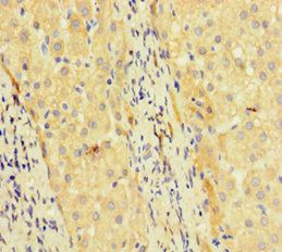 TCF4 Antibody