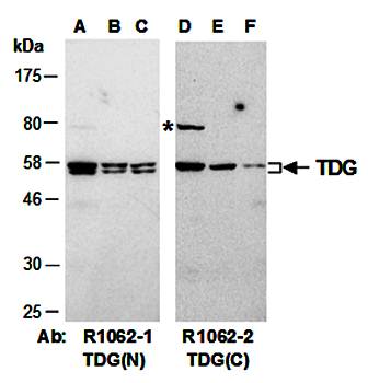 TDG (N) Antibody, Rabbit Polyclonal