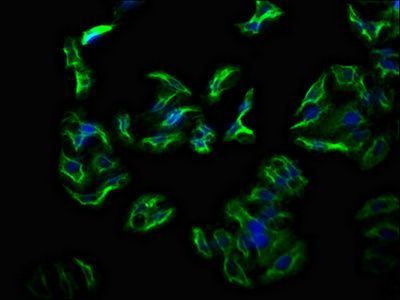 TECTB Antibody