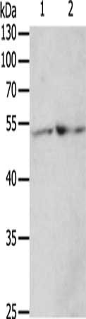 TERF1 Antibody