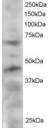 TERF1/PIN2 Antibody