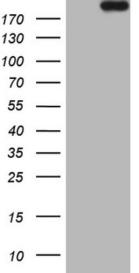 TET3 Antibody