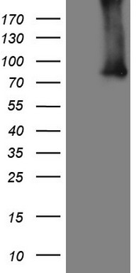 TET3 Antibody