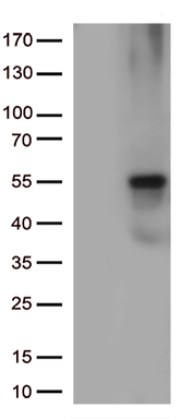 TET3 Antibody