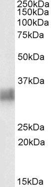 Goat anti-Tetherin / CD317 Antibody