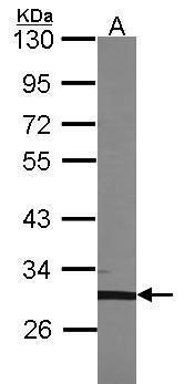 TFEC Rabbit Polyclonal Antibody
