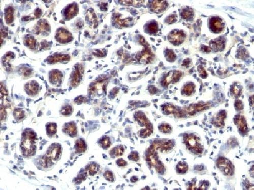 TFF1 Antibody