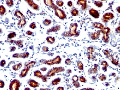 TFF1 Antibody