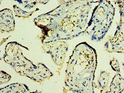 TFG Antibody