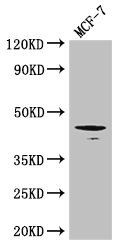 Tgfb1 Antibody