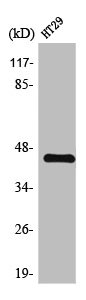 TGFB1 Antibody