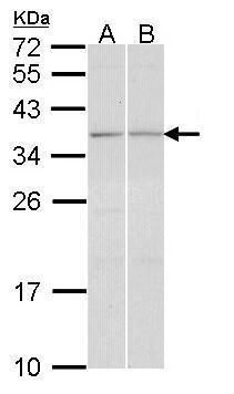 GRASP1 Rabbit Polyclonal Antibody