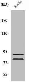 TGM2 Antibody