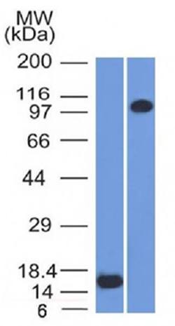 THBD Antibody