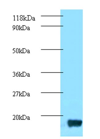 trxA Antibody (Biotin)