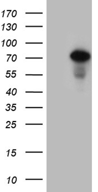 THOC3 Antibody