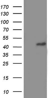 TYMP Antibody