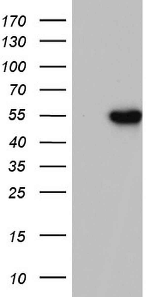 TYMP Antibody