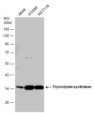ROCK1 Rabbit Polyclonal Antibody