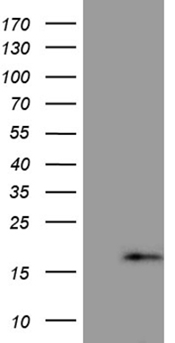 TDG Antibody
