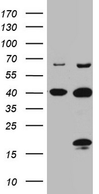 THRA Antibody