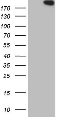 THRA Antibody