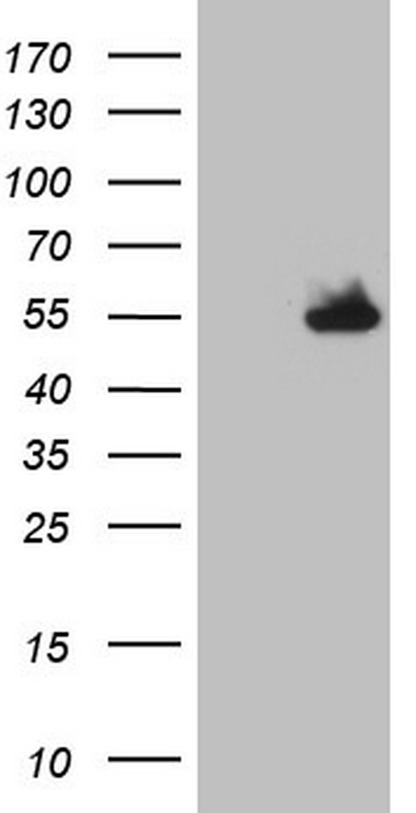 TRIM24 Antibody