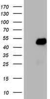 TIGD1 Antibody
