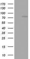 TIGD1 Antibody