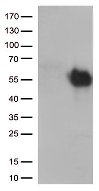 TIM 3 Antibody