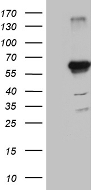 TIMM23 Antibody