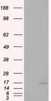 TIMP2 Antibody