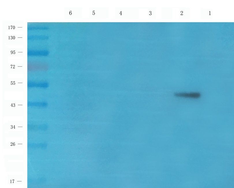 TIRAP Rabbit Polyclonal Antibody