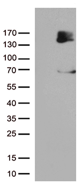 TLE 1 Antibody
