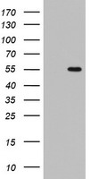 TLE 1 Antibody