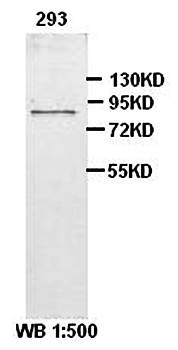 TLE4 Rabbit Polyclonal Antibody