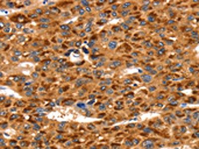 TLN1 Antibody