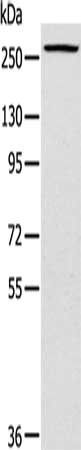 TLN1 Antibody