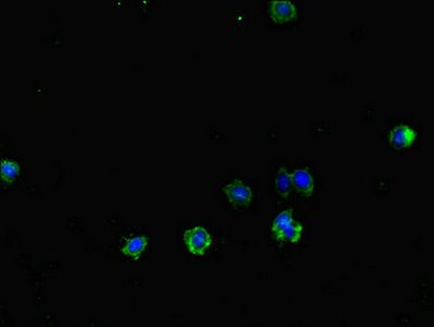 TLR1 Antibody