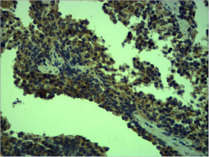 TLR4 Antibody