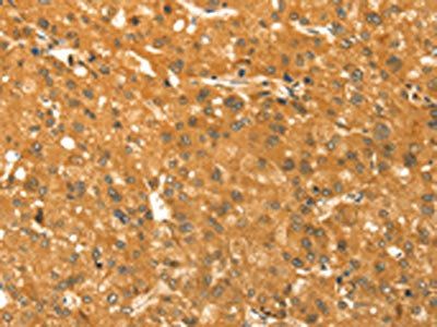 TM7SF2 Antibody