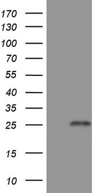 TMEM16A Antibody