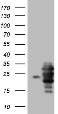 TMEM16A Antibody