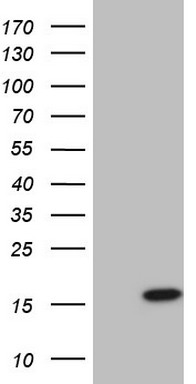 ANO1 Antibody
