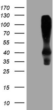 ANO1 Antibody